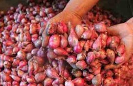 Harga Bawang Sulit Stabil, Ini Alasannya